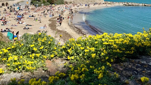 A beach with people sunbathing and swimming, a rocky foreground with yellow flowers, and a clear blue sky. - Very large, refined apartment in the heart of old Antibes (Antibes)