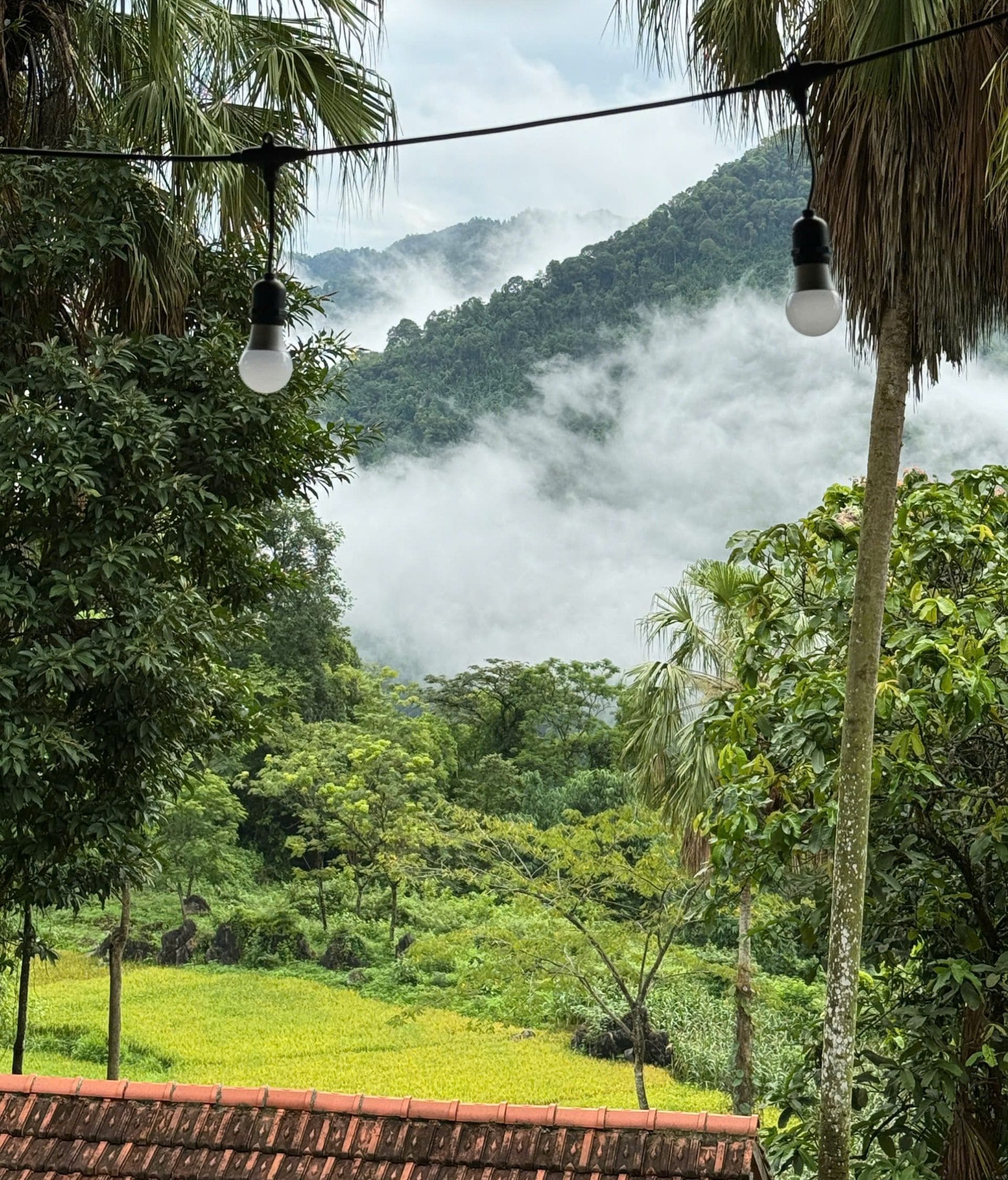 A view of a lush green landscape with a thatched roof structure and hanging light bulbs.
