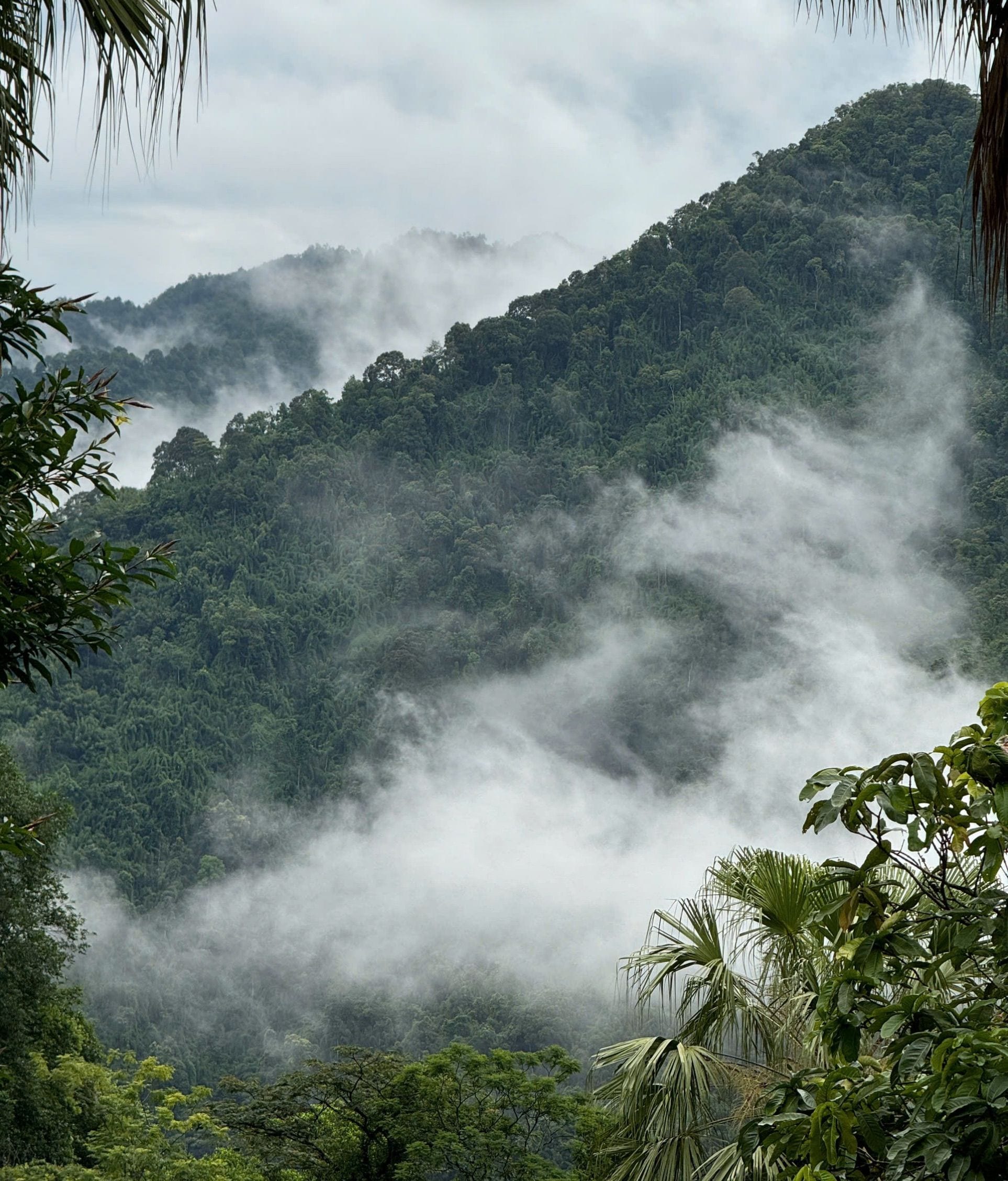 A lush, mountainous landscape with dense greenery and mist.