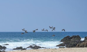 Playa