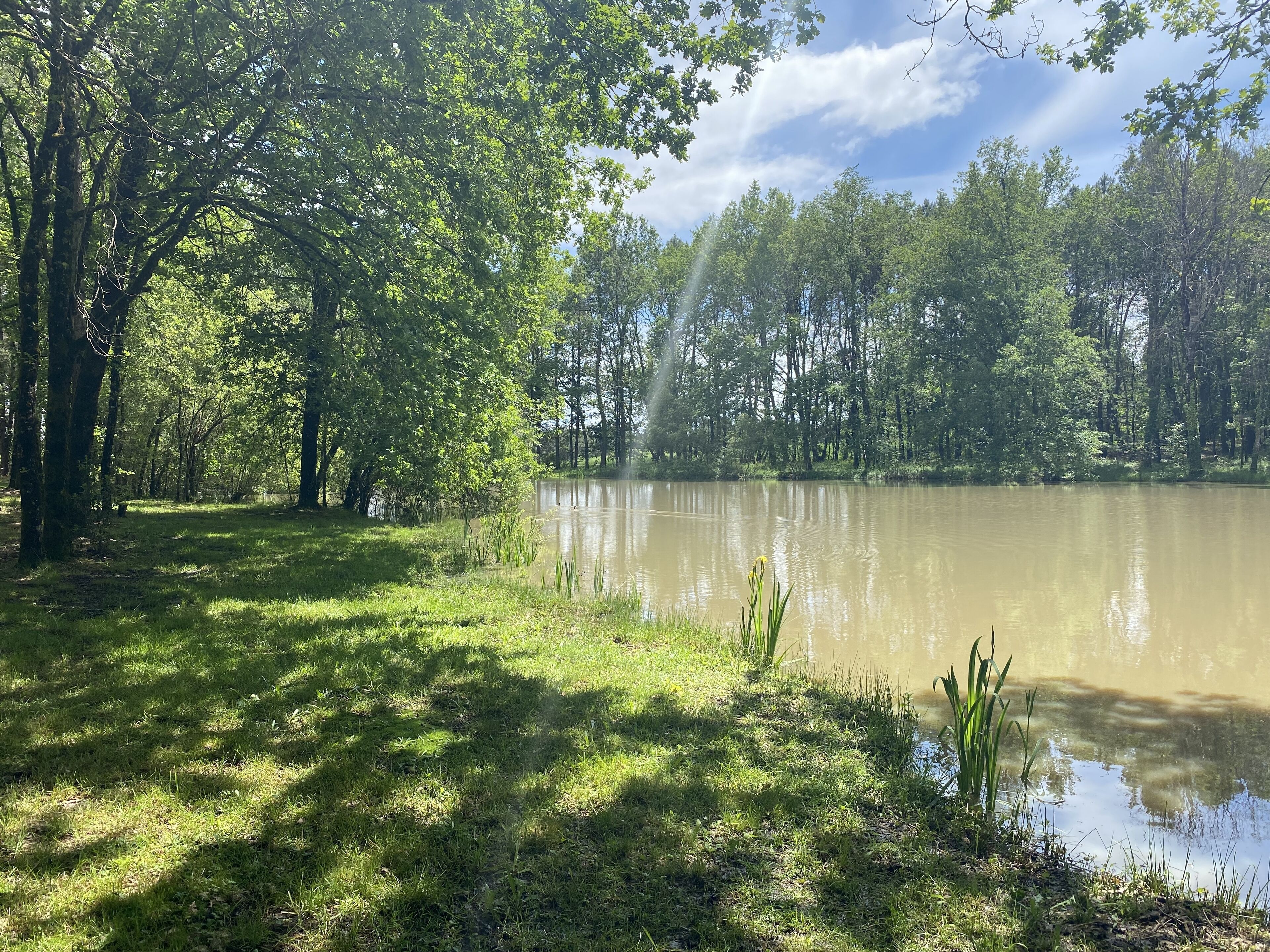 A serene lakeside scene with dense trees and a calm water body.