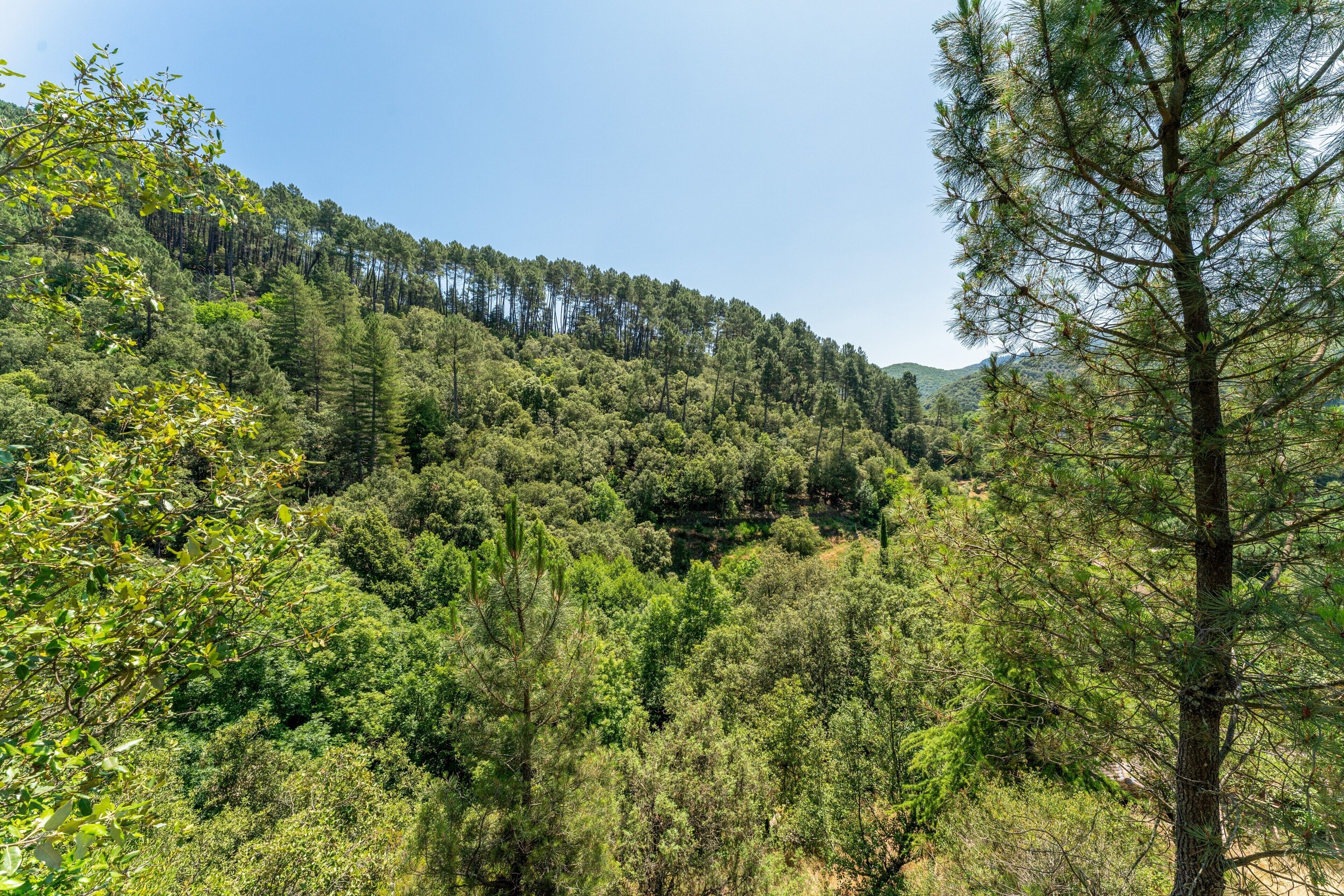 Un paisaje boscoso con abundante vegetación y un cielo despejado.