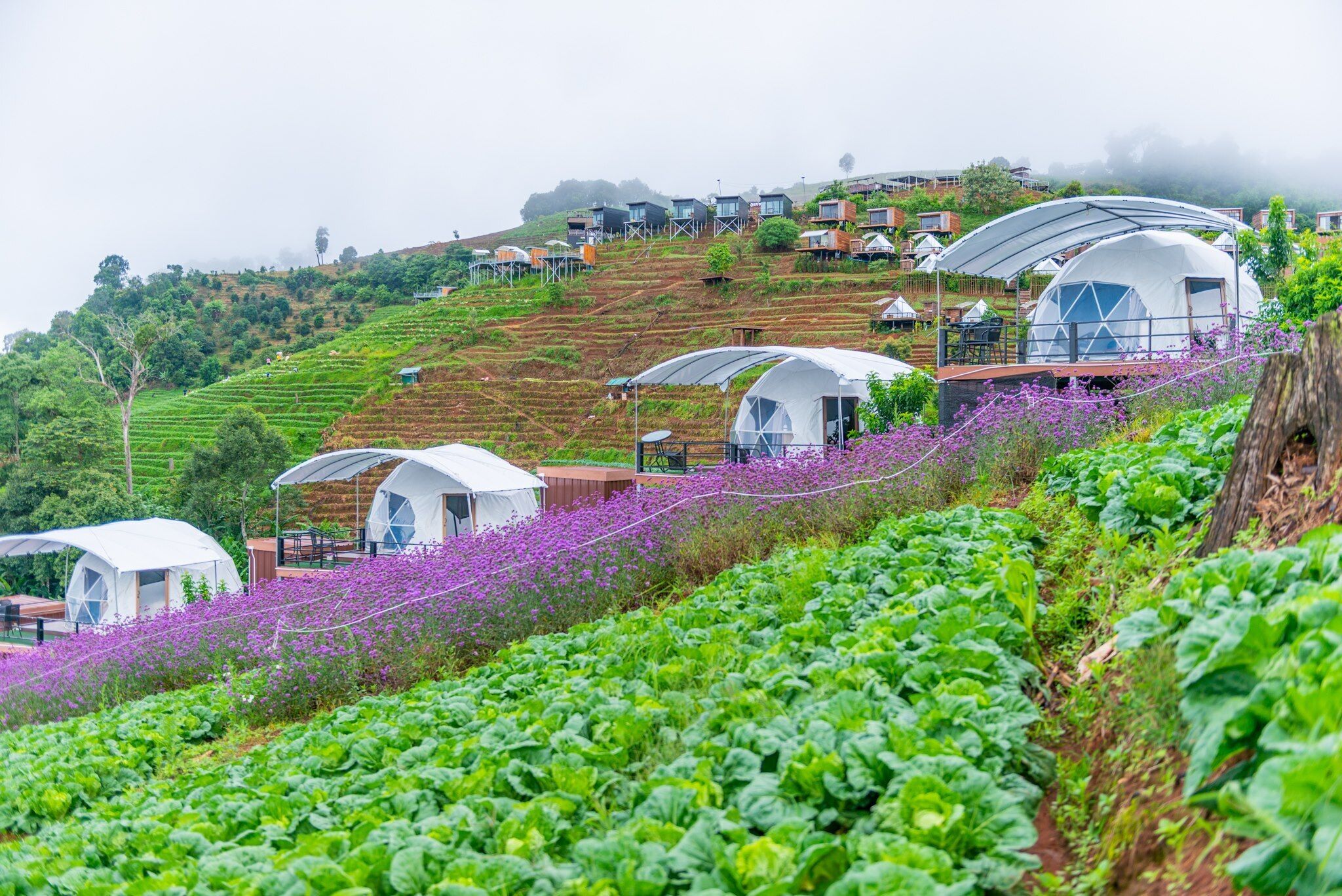 A hillside with dome-shaped accommodations, terraced gardens, and a misty atmosphere.