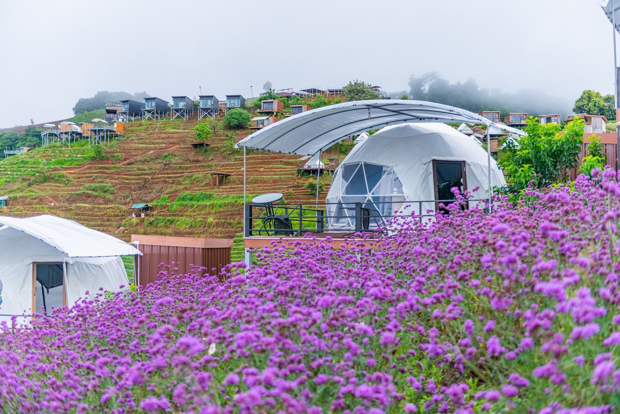 A white tent with a balcony, surrounded by purple flowers.