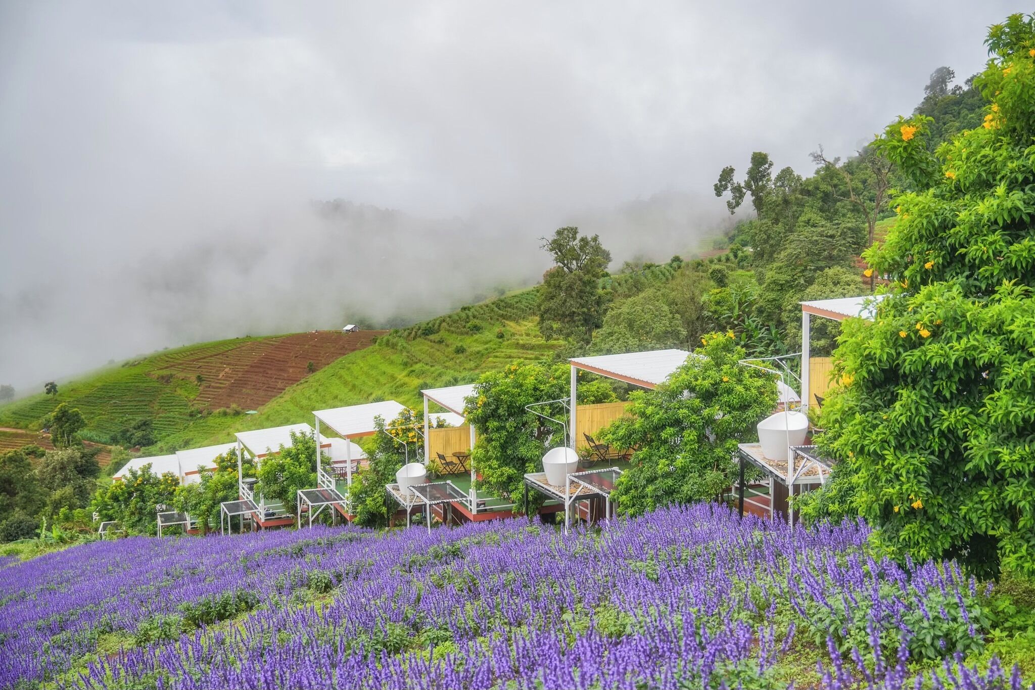 Un paysage rural avec une rangée de cabanes aux toits blancs, entourées d’une végétation luxuriante et de fleurs violettes.