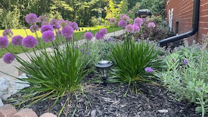 A garden with purple flowers and green plants in front of a brick building.