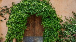 Une porte en bois, en partie recouverte d’une luxuriante végétation de lierre vert.