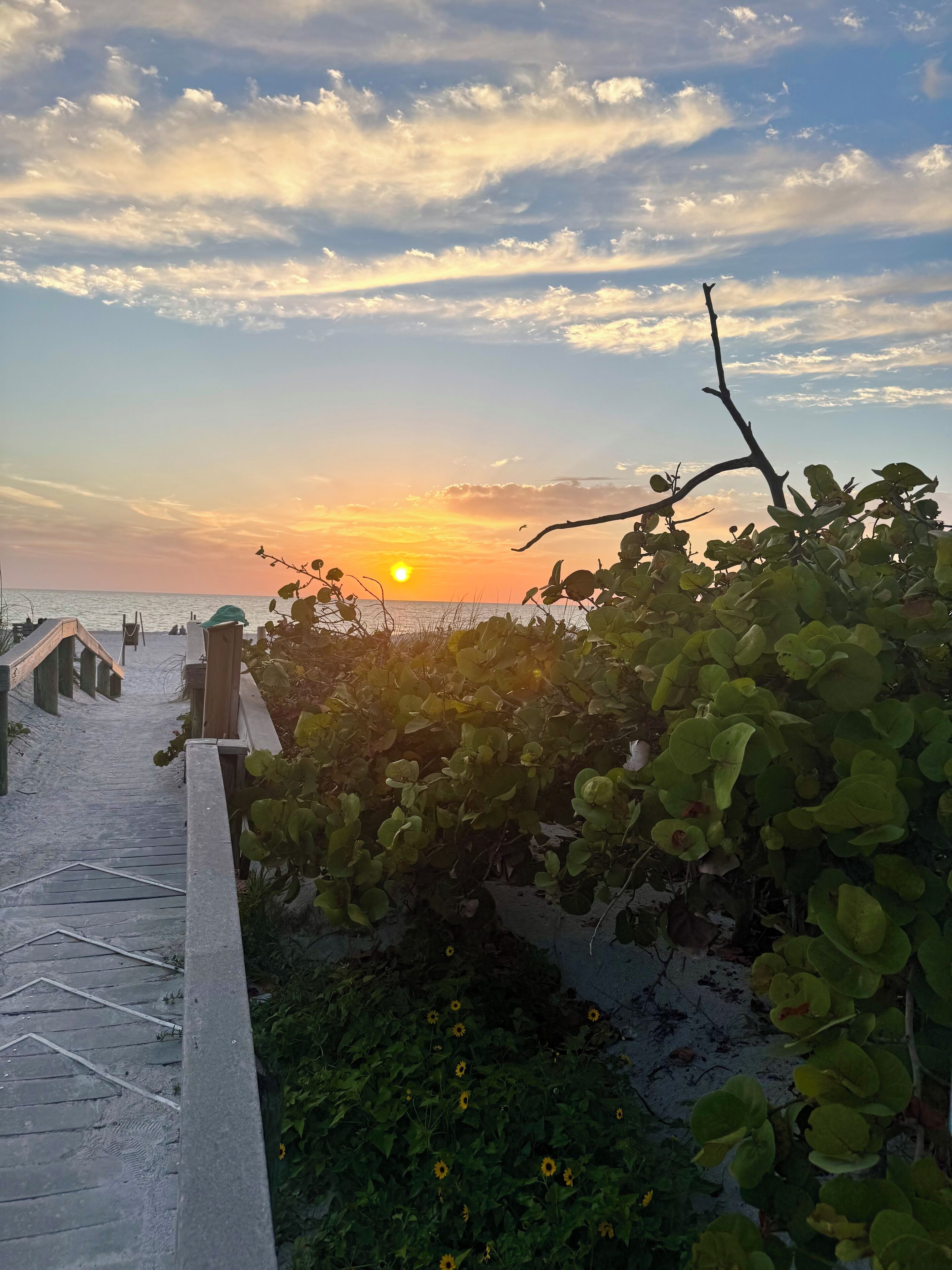 A beach scene with a wooden walkway leading to the sea, surrounded by greenery and sunflowers.