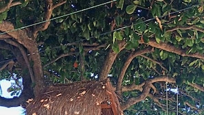 Una estructura de juego de madera con un tobogán y una escalera de cuerda, ubicada en un área verde con árboles y cielo despejado.