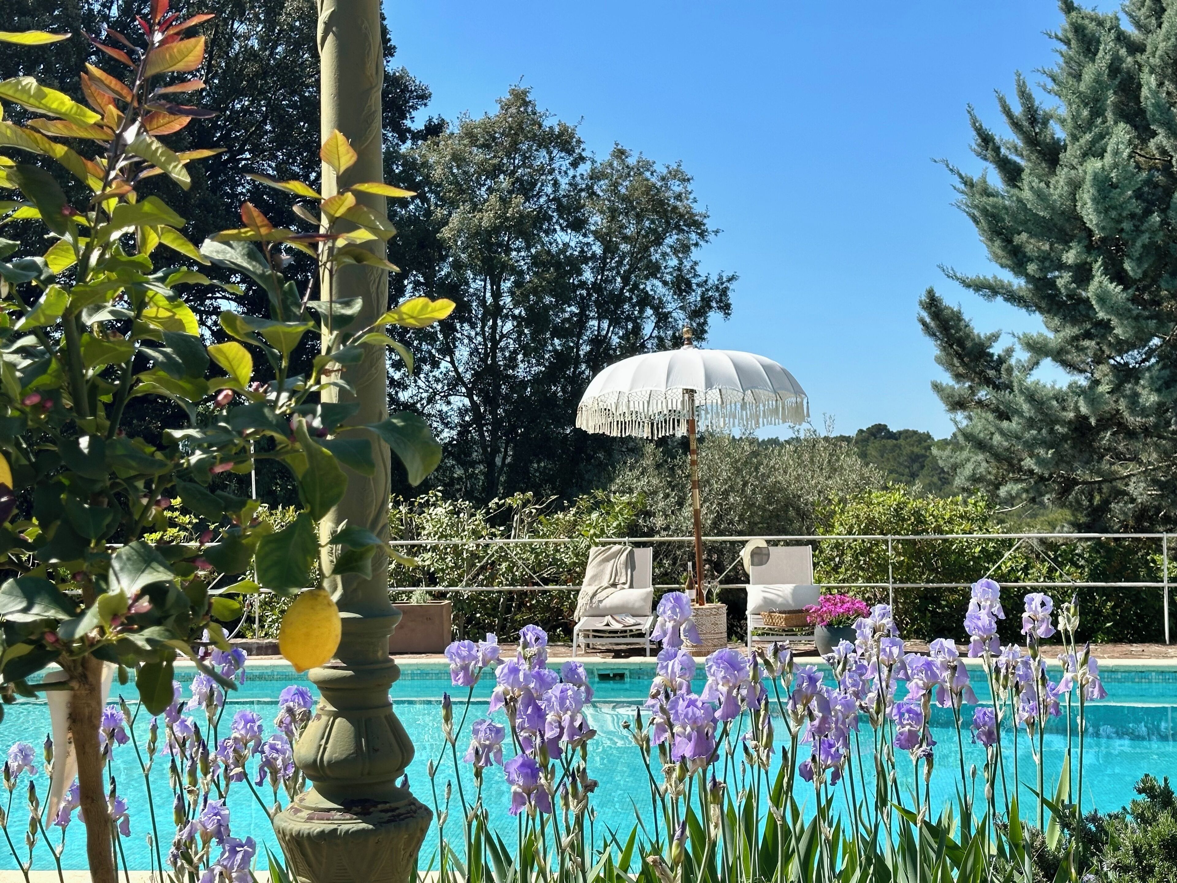 A pool surrounded by purple flowers and a white umbrella.