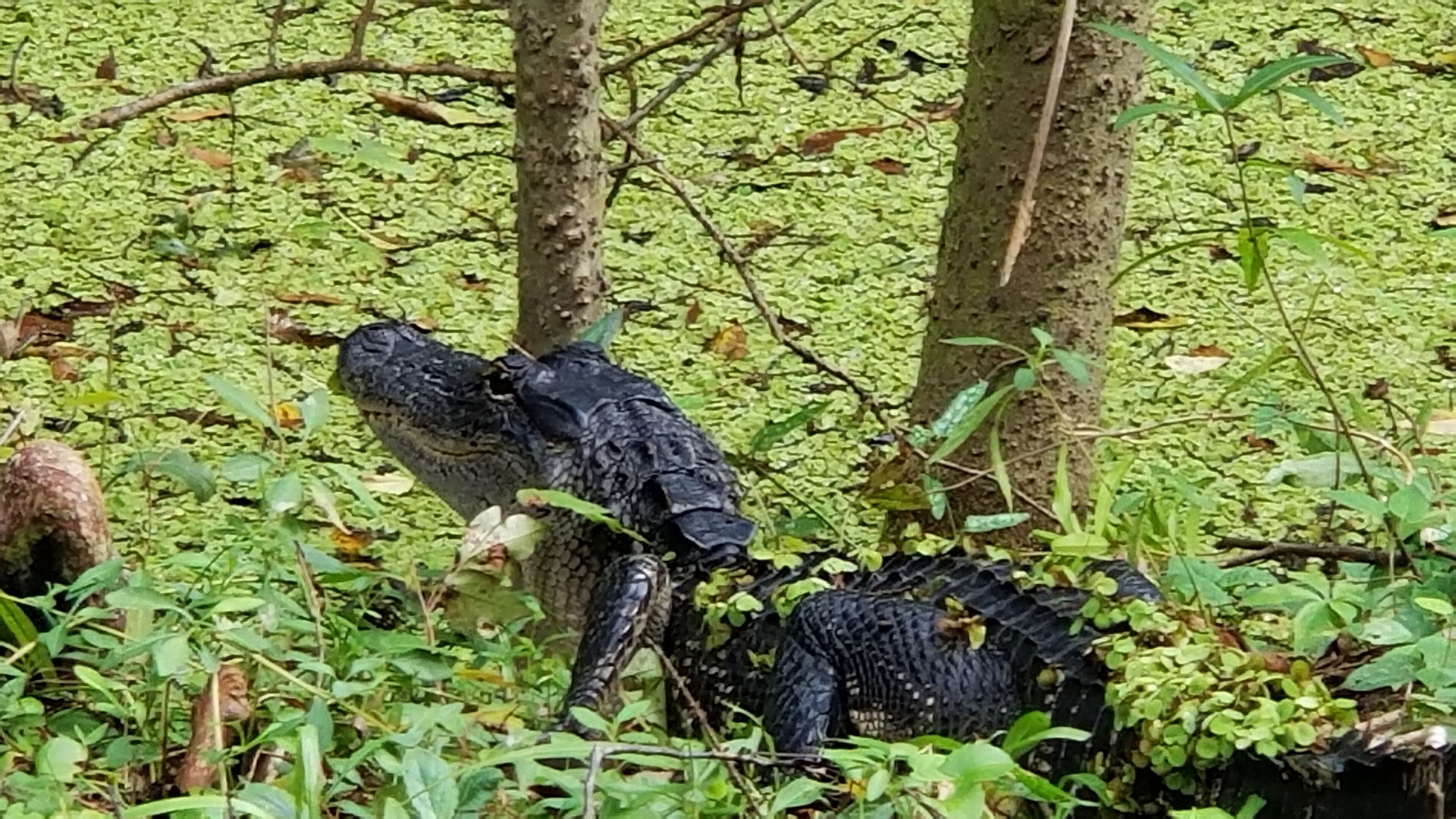 Um crocodilo em ambiente natural, com vegetação densa e árvores.