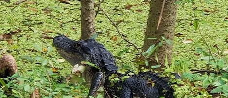 Um crocodilo em ambiente natural, com vegetação densa e árvores.