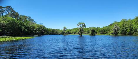 A calm lake surrounded by dense greenery and trees.