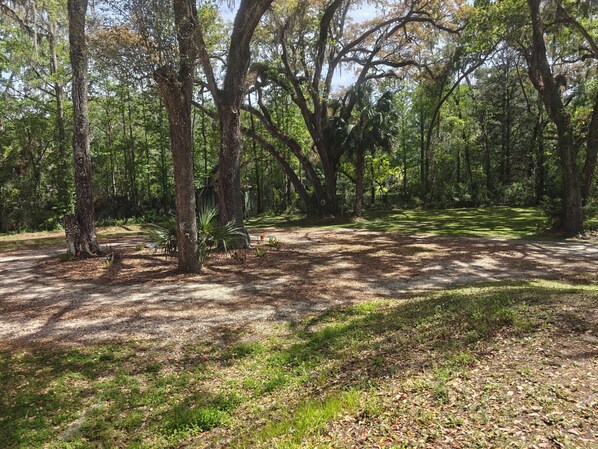 Escape to a serene forest setting surrounded by lush trees and a carpet of leaves.