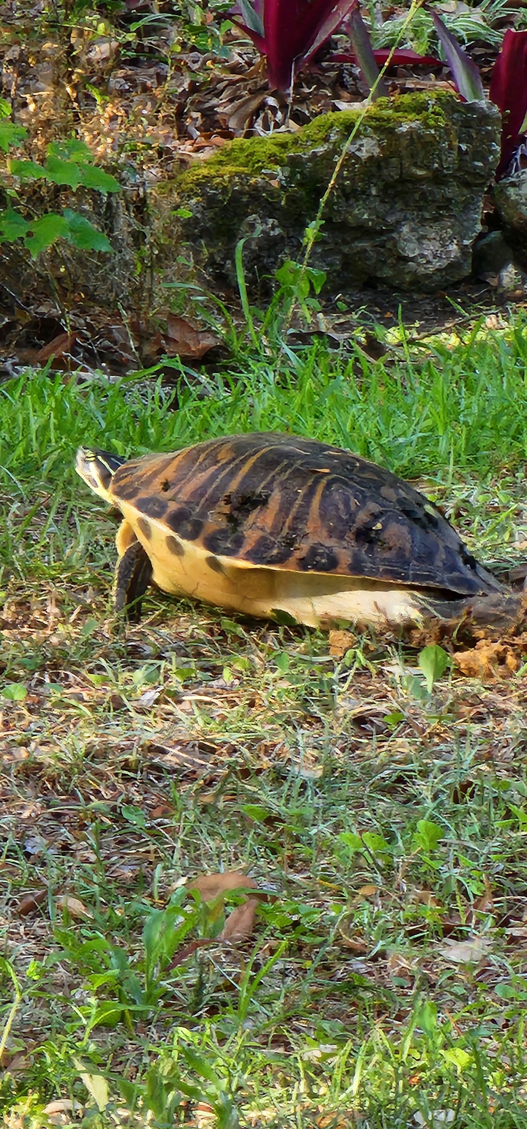 A turtle on the ground surrounded by grass and leaves.