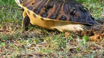 A turtle on the ground surrounded by grass and leaves.