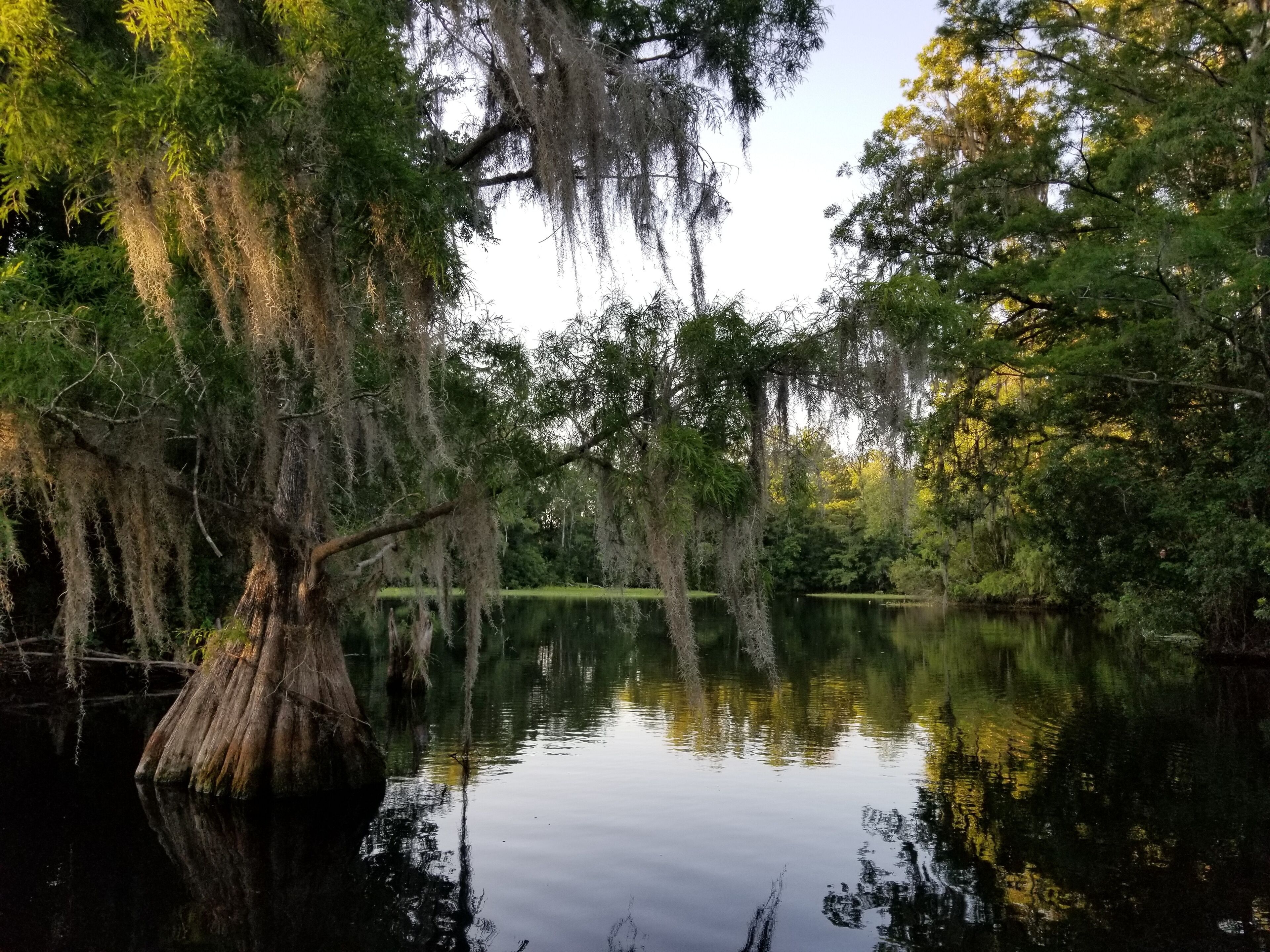 A calm lake surrounded by trees with hanging moss.