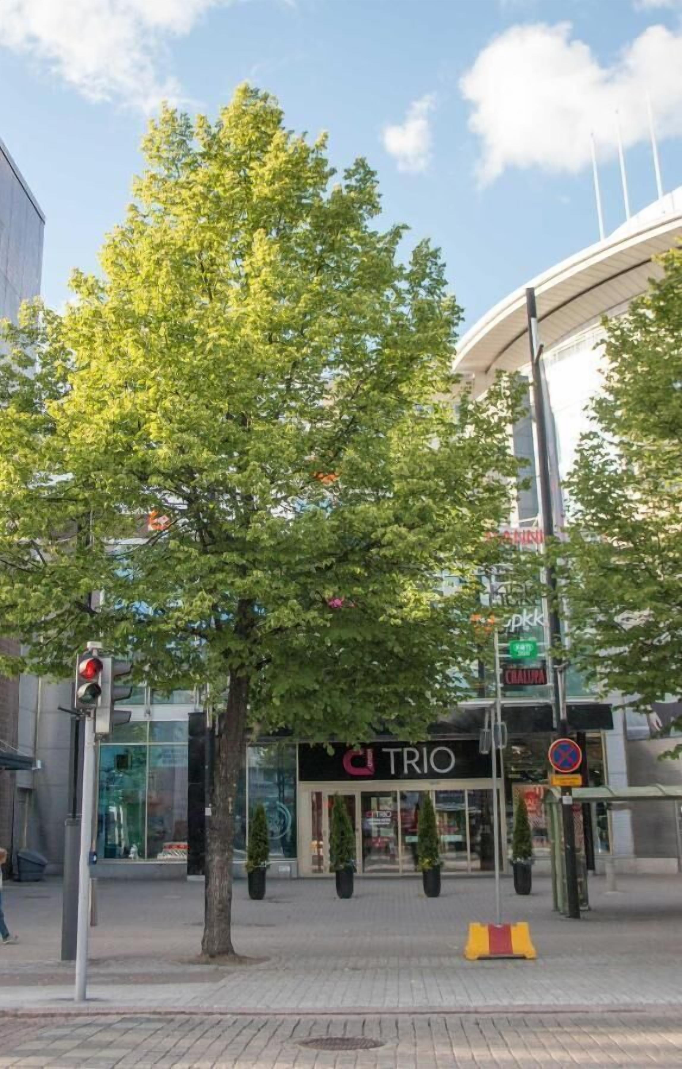 Vista de la calle con un árbol, un semáforo y una tienda con un letrero que dice 'TRIO'.