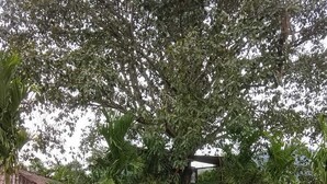 Unclassified image, 4 of 30, button - Beautiful 9-bedroom bed & breakfast in adorable Pereira (Pereira)