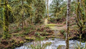 A forested area with a stream, a path, and a house in the background.