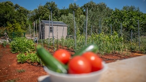 A garden with various plants and a small shed in the background.