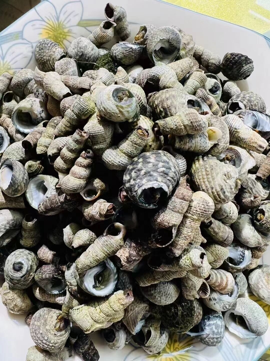 A bowl filled with various seashells.