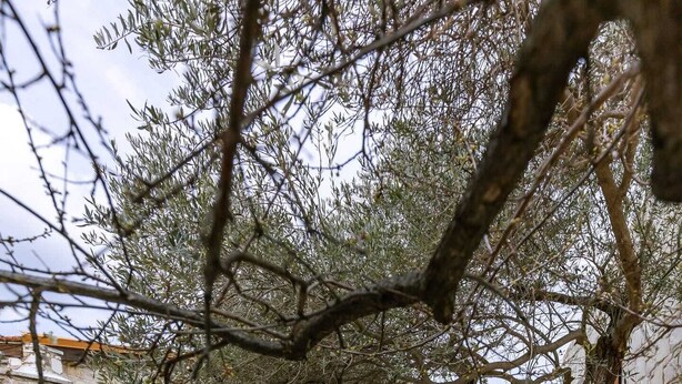 Un patio de piedra con piscina, escalones que llevan a una puerta y un árbol que da sombra.