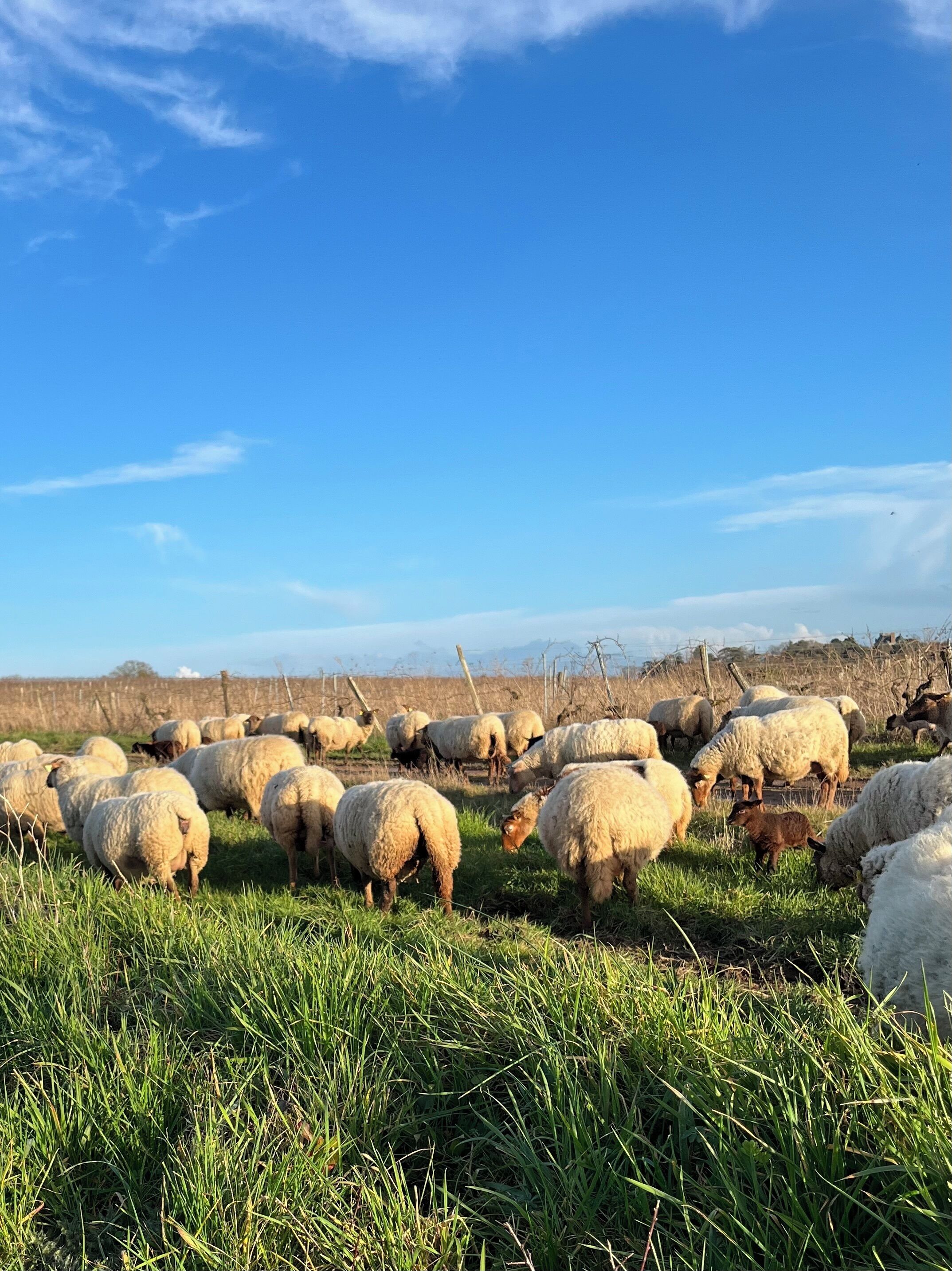 Un campo con un gregge di pecore al pascolo sotto un cielo azzurro limpido.
