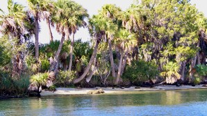 A riverbank with tall palm trees and dense foliage. - Christmas vacation time in Crystal River! Waterfront Pool home. Manatee season!! (Crystal River)