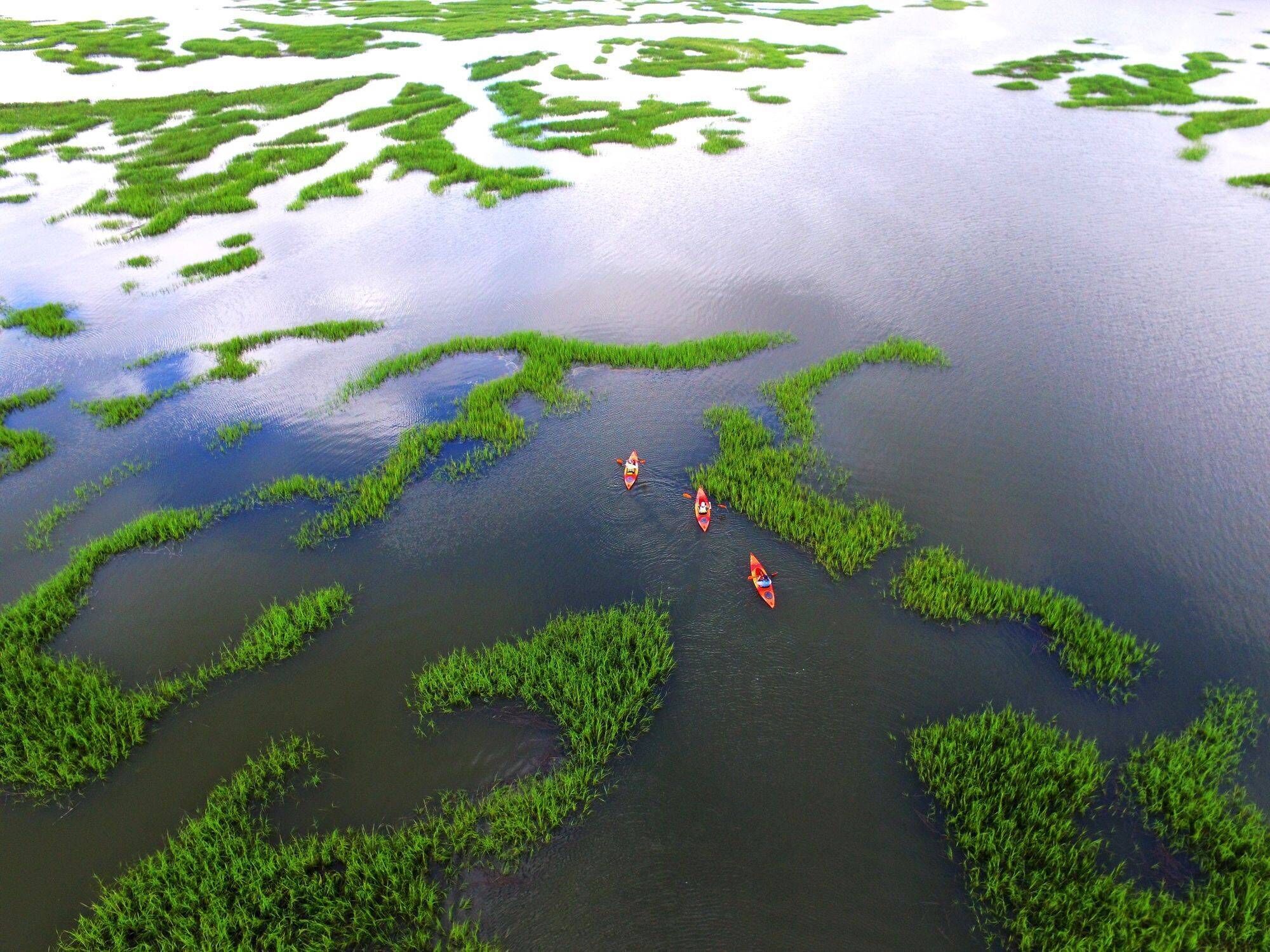 A large body of water with green vegetation patches and three kayaks.