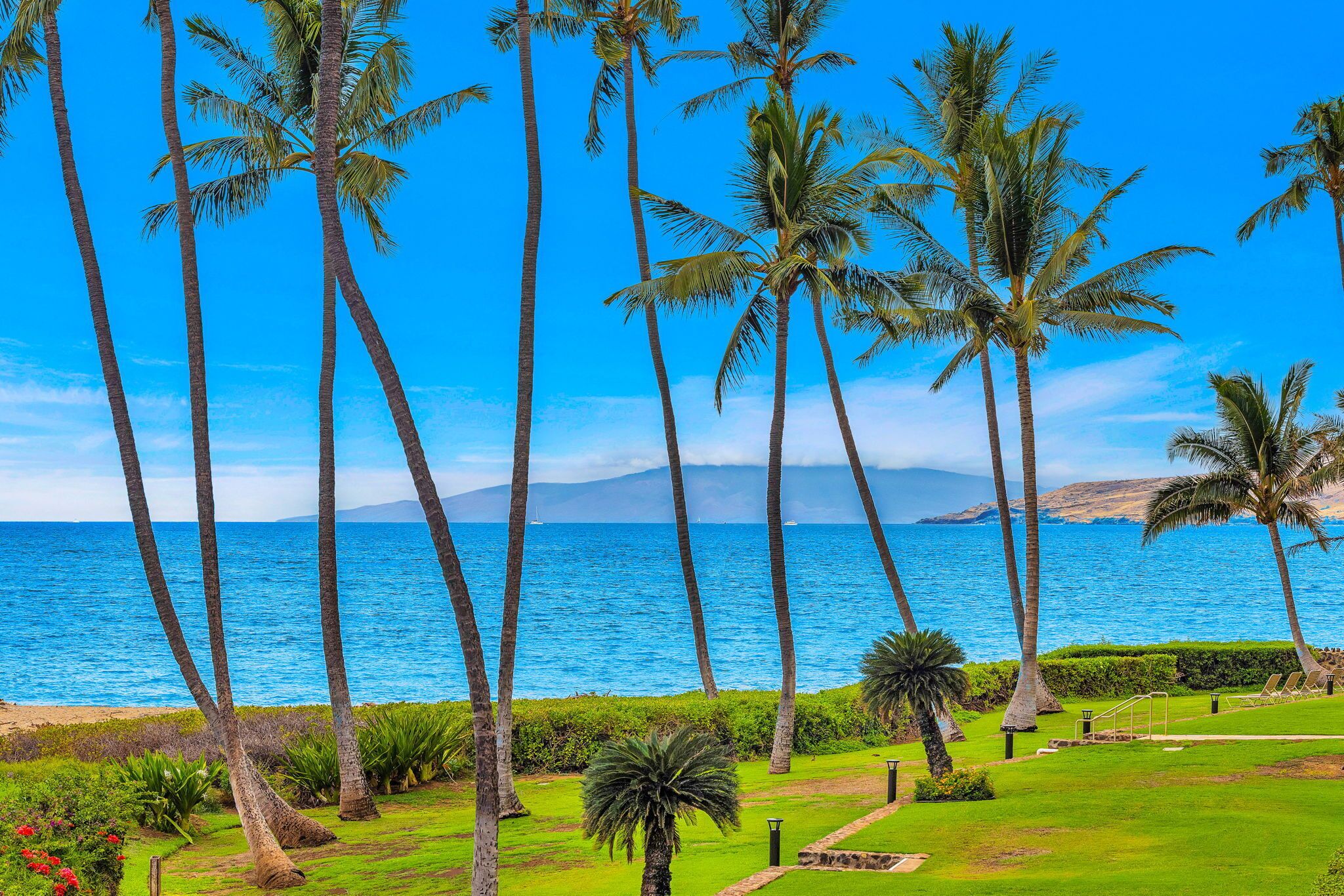 A coastal landscape with palm trees and a view of the ocean.