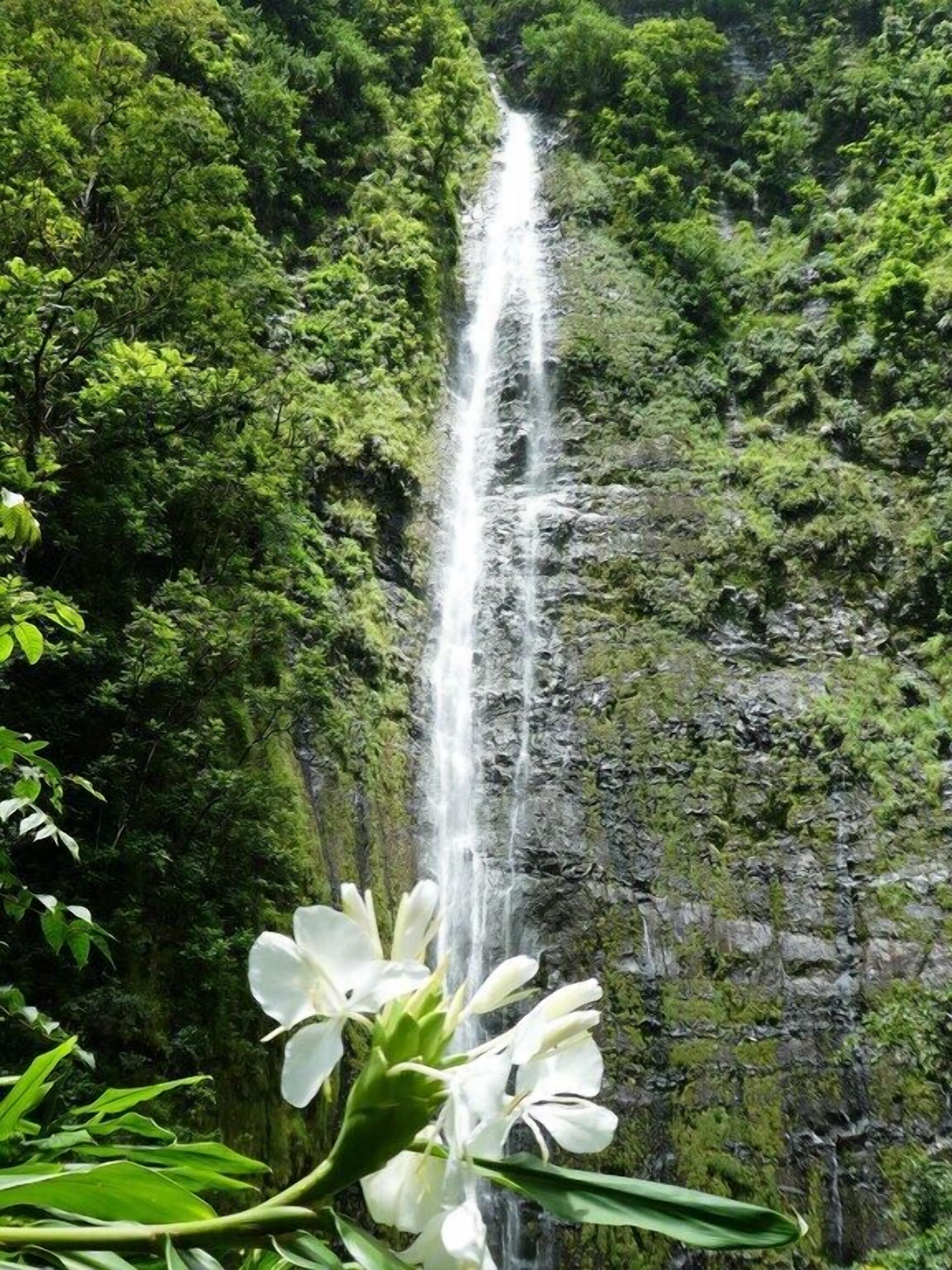 A waterfall surrounded by lush greenery.