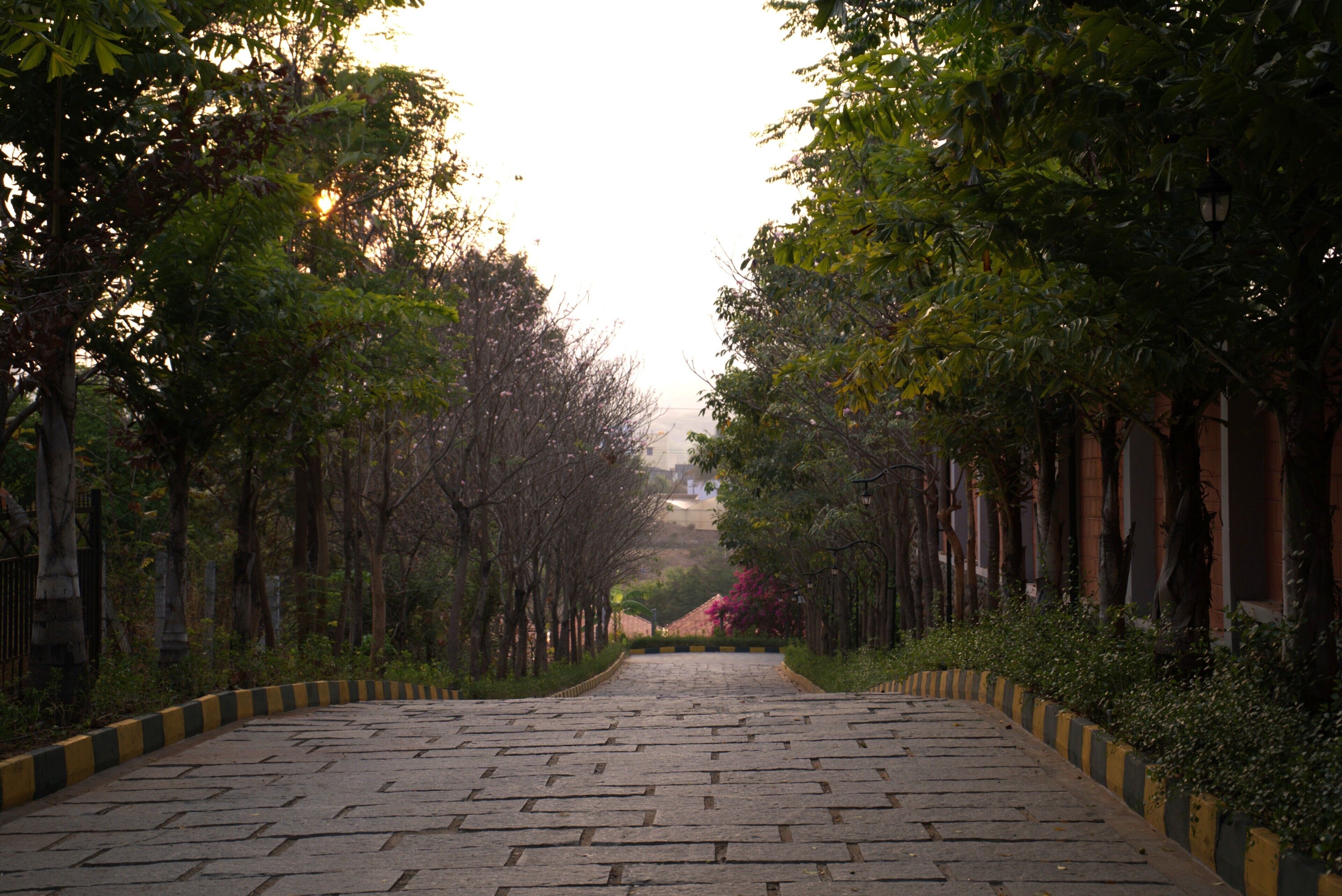 A paved pathway flanked by trees and a building in the distance.
