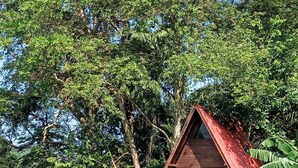 Una casa de madera con techo rojo, rodeada de abundante vegetación y un campo cubierto de césped.