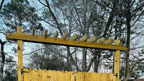 A wooden gate with a metal latch, set in a dirt area with trees in the background. - Madison gate studio (Goldsboro)