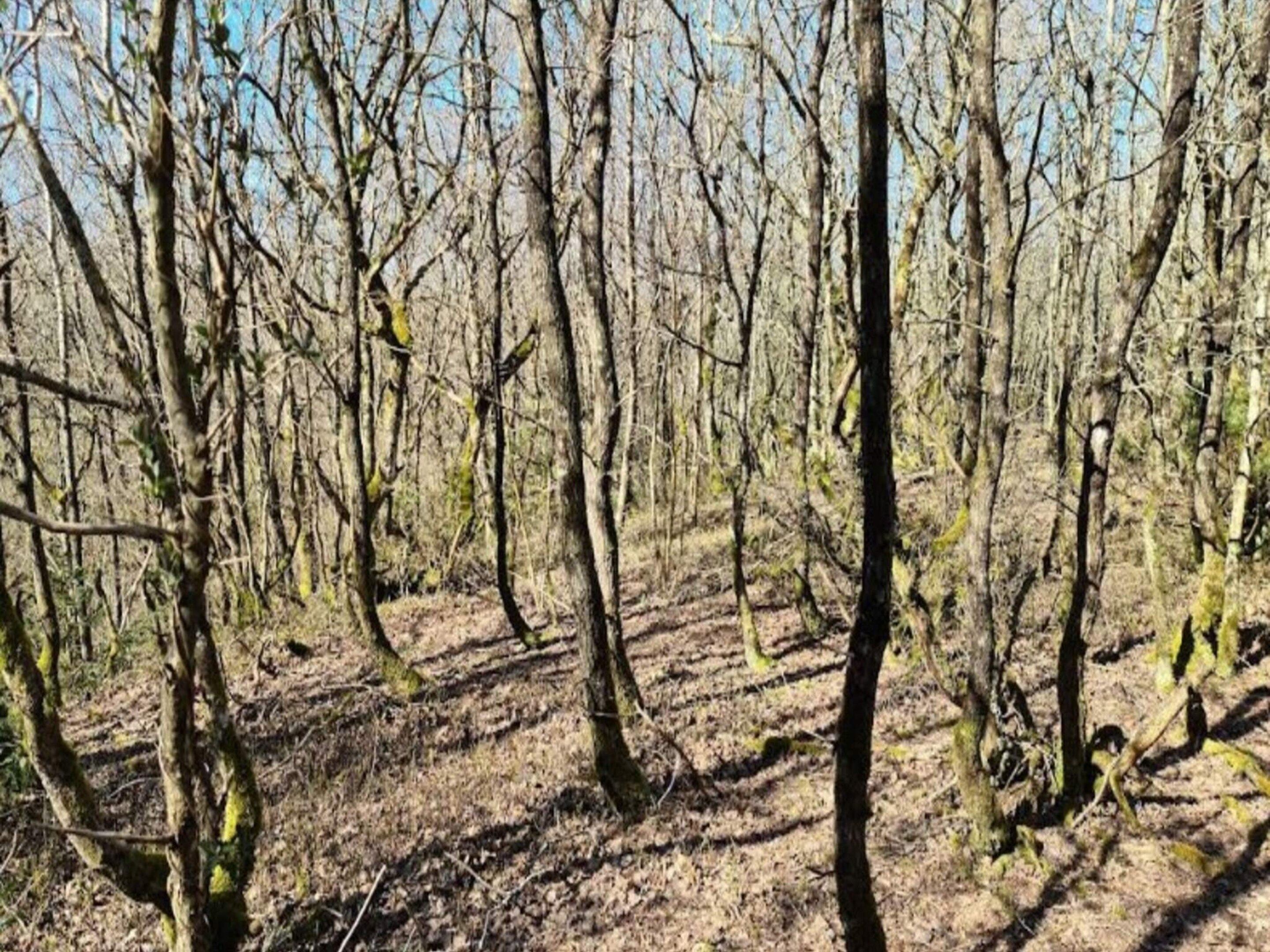 Bosque con numerosos árboles y suelo cubierto de hojas secas.