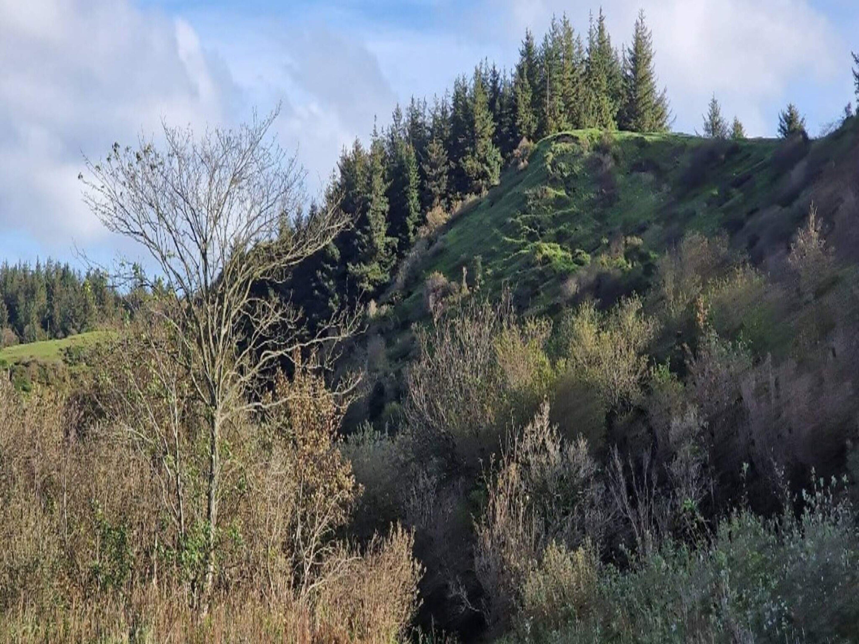 Een natuurlijk landschap met een heuvel, dicht bos en diverse begroeiing.