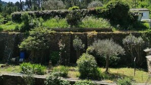 Un jardín con un muro de piedra, diversas plantas y un edificio pequeño al fondo.