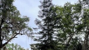 Una casa de un piso con porche delantero, un árbol pequeño al frente y cielo despejado.