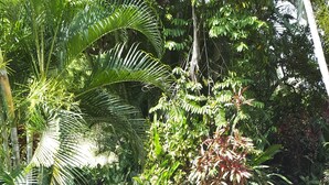 A swimming pool with tiled steps leading into it, surrounded by lush greenery and outdoor furniture. - A Tropical Paradise - Painted Pony Ranch B&B just 25 minutes to Pacific Beaches (Portegolpe)