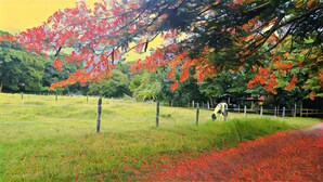 A fenced field with a horse grazing, surrounded by trees with red leaves. - A Tropical Paradise - Painted Pony Ranch B&B just 25 minutes to Pacific Beaches (Portegolpe)