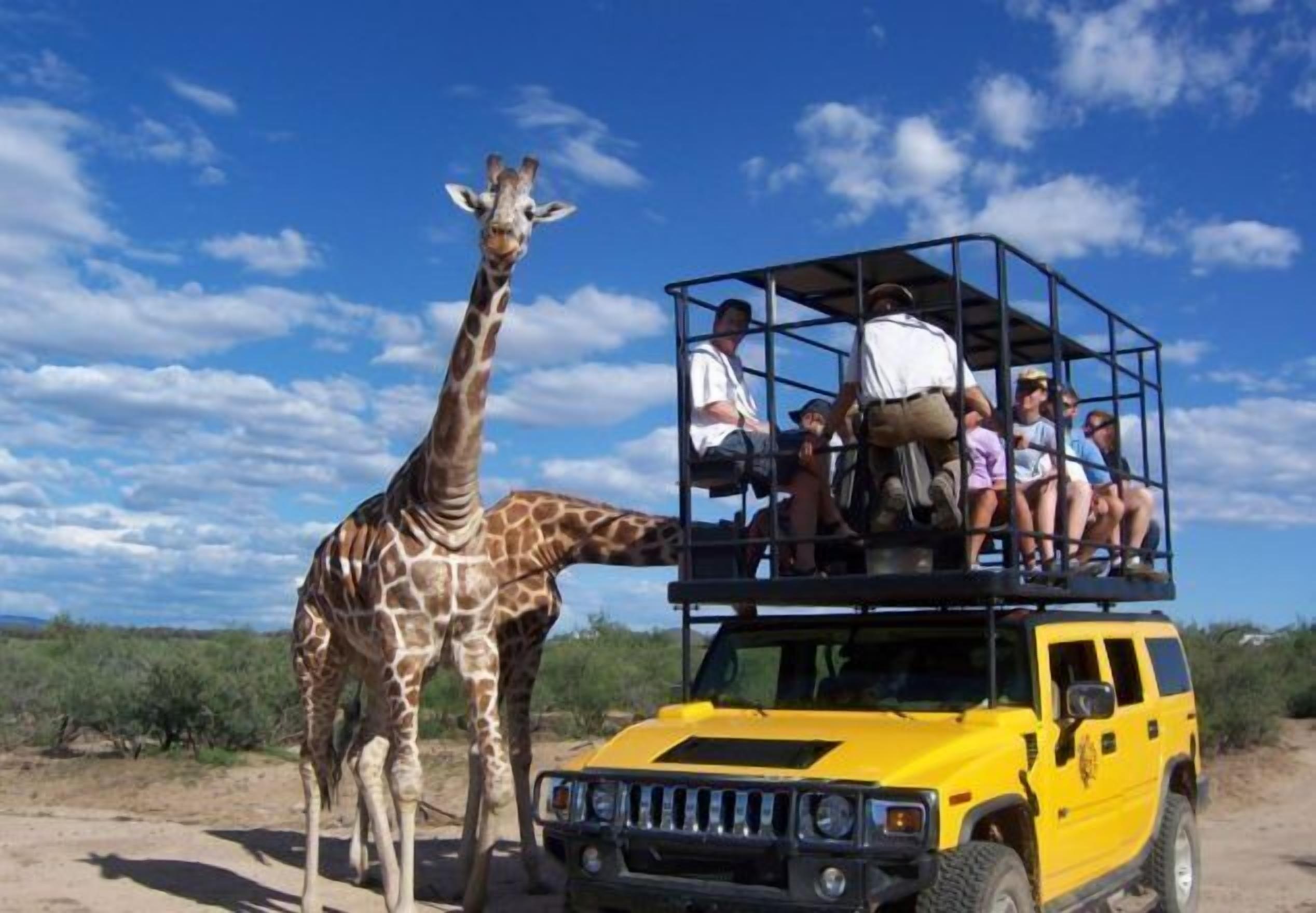Un vehicle tot terreny groc amb passatgers a la part superior, una girafa al seu costat, i un cel blau clar amb núvols.