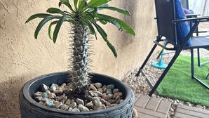 A potted plant with a tall, spiky trunk and green leaves, placed on a brick patio next to a wall.
