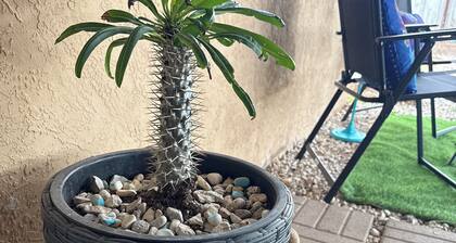 Cozy Desert Getaway Near Carlsbad Caverns. Shaded Yard & Dog-Friendly Amenities!