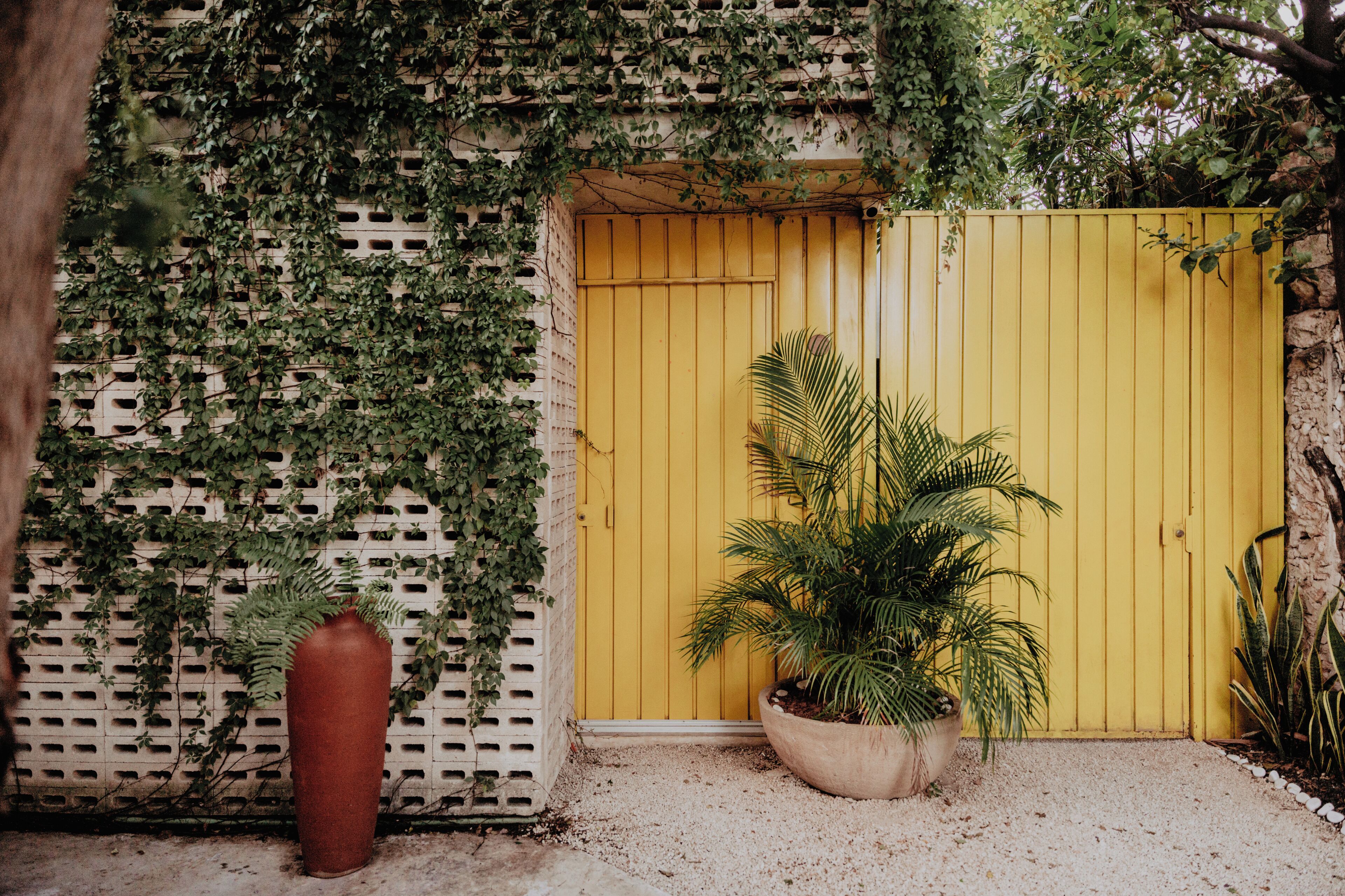 A yellow gate with a white lattice wall and a large potted plant in front.