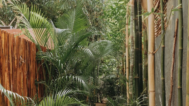 Un sentier étroit bordé d’une végétation tropicale luxuriante et de structures en bambou.