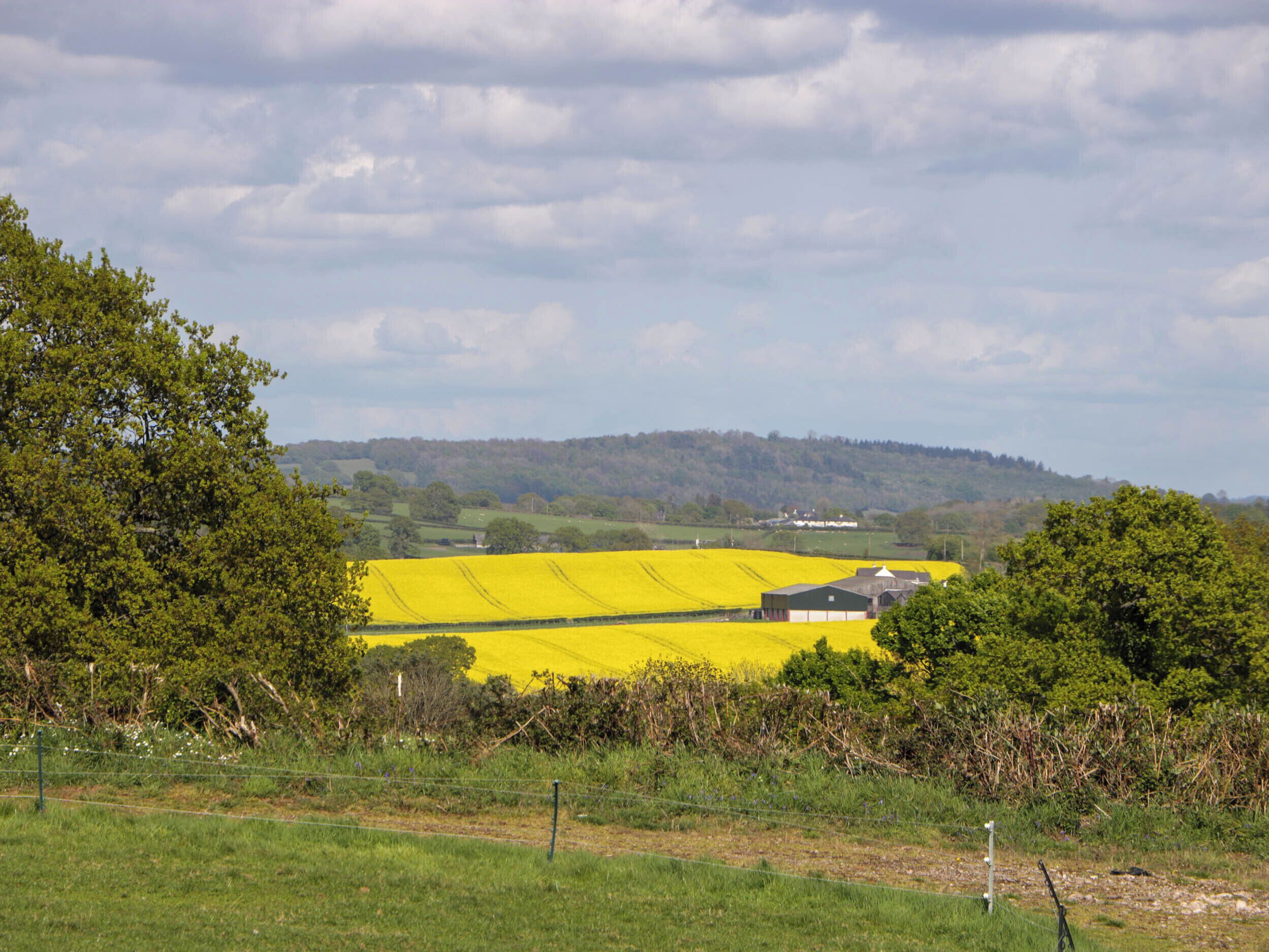 Un paysage rural avec des champs de fleurs jaunes, des arbres verdoyants et une colline qui se dessine à l’horizon.