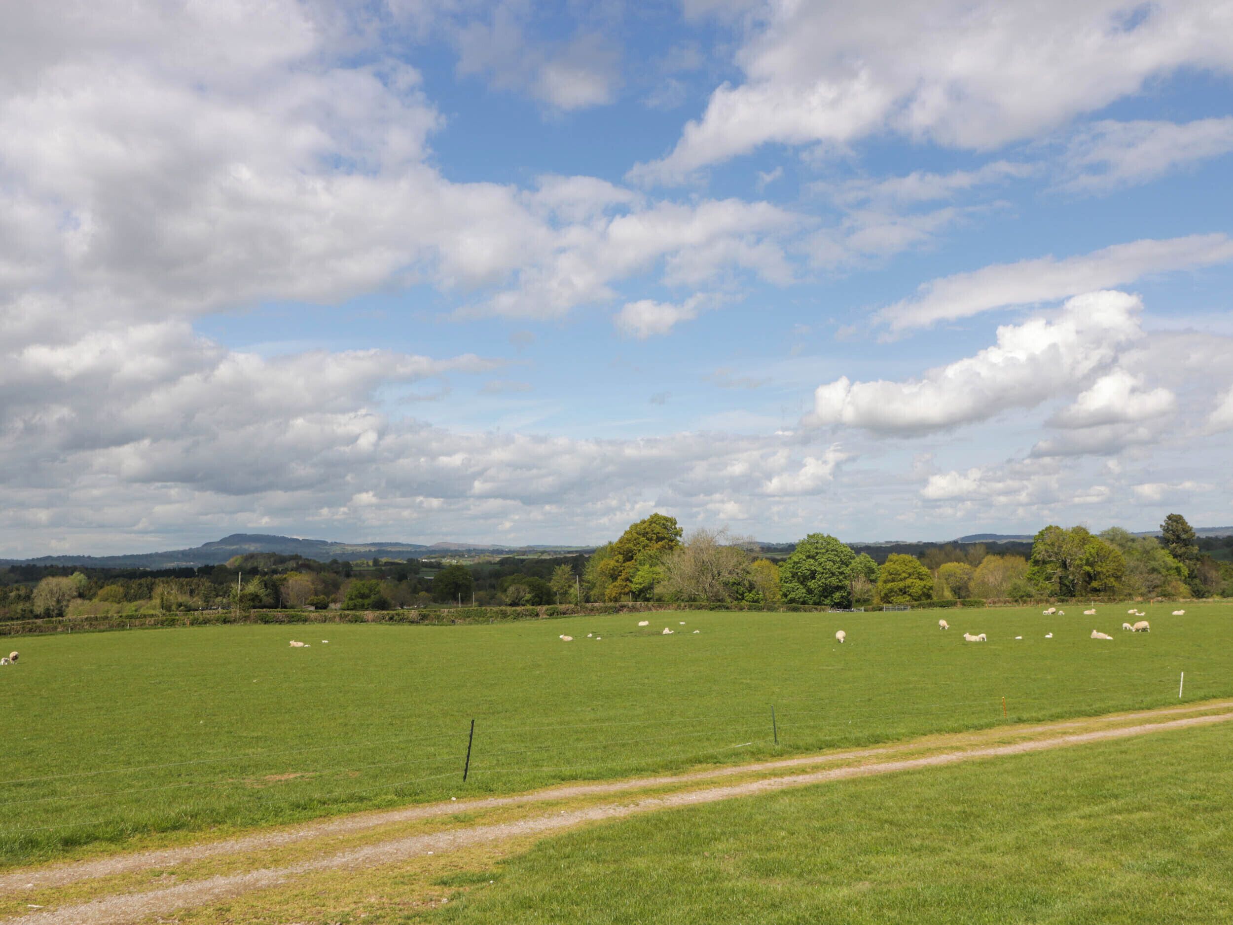 A rural landscape with a green field, sheep, and a dirt path.