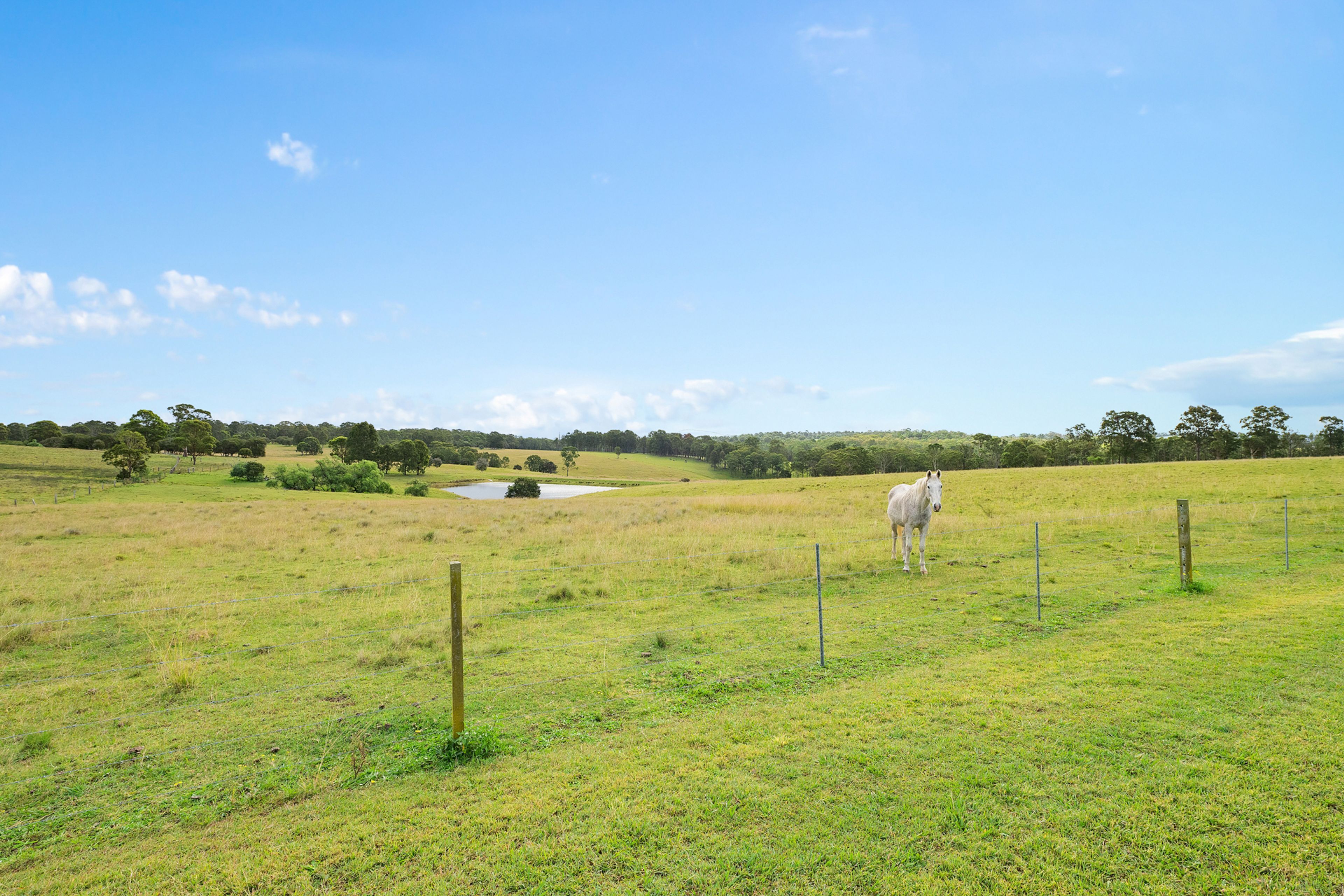 Un champ verdoyant avec un seul cheval blanc, un petit étang et une ligne d’arbres à l’horizon, sous un ciel dégagé.