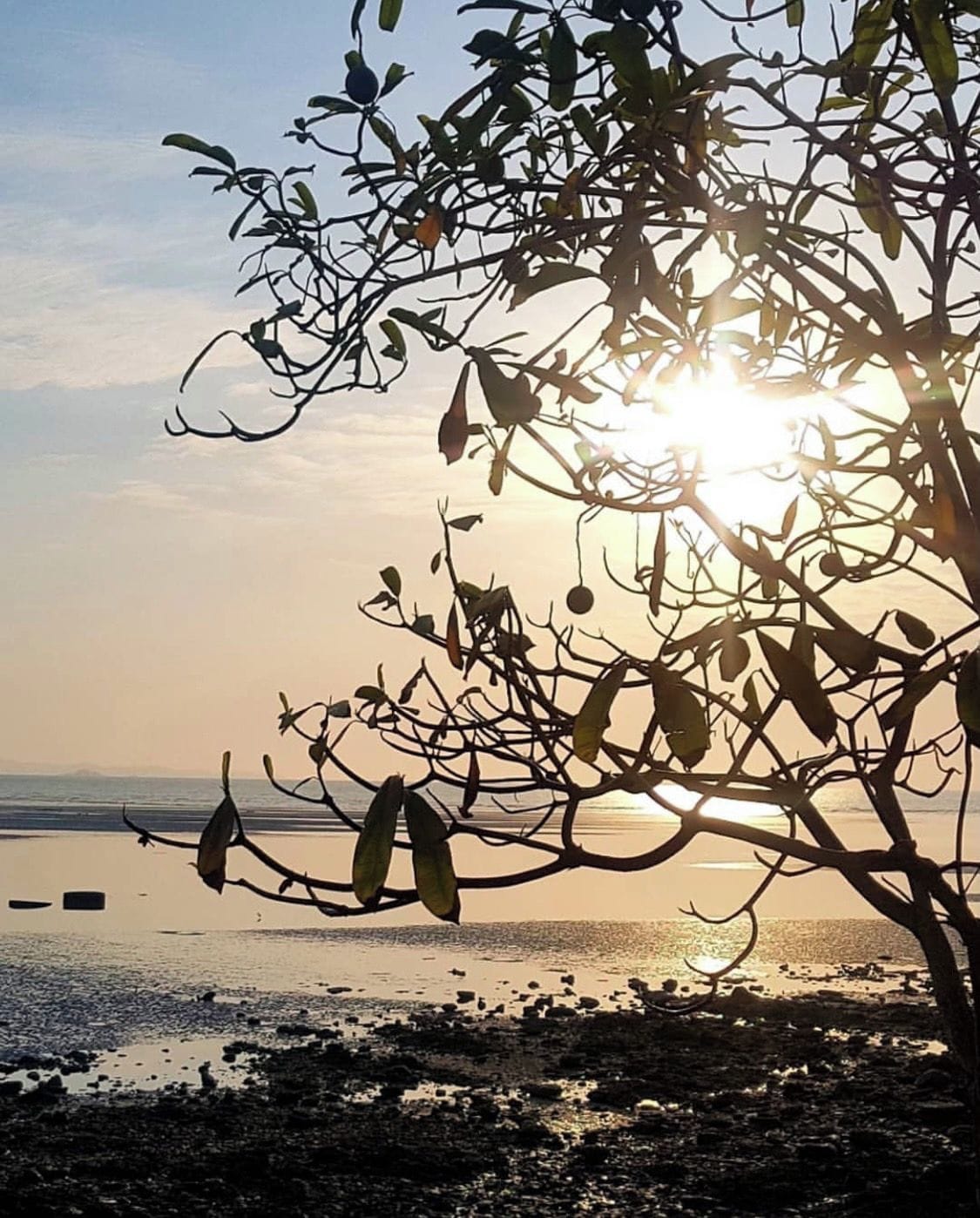 Une scène de plage avec un arbre au premier plan et le soleil se couchant à l’arrière-plan.